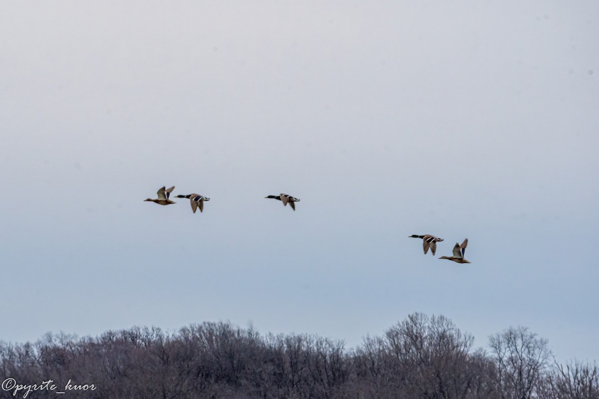 Крижень звичайний - ML647734949