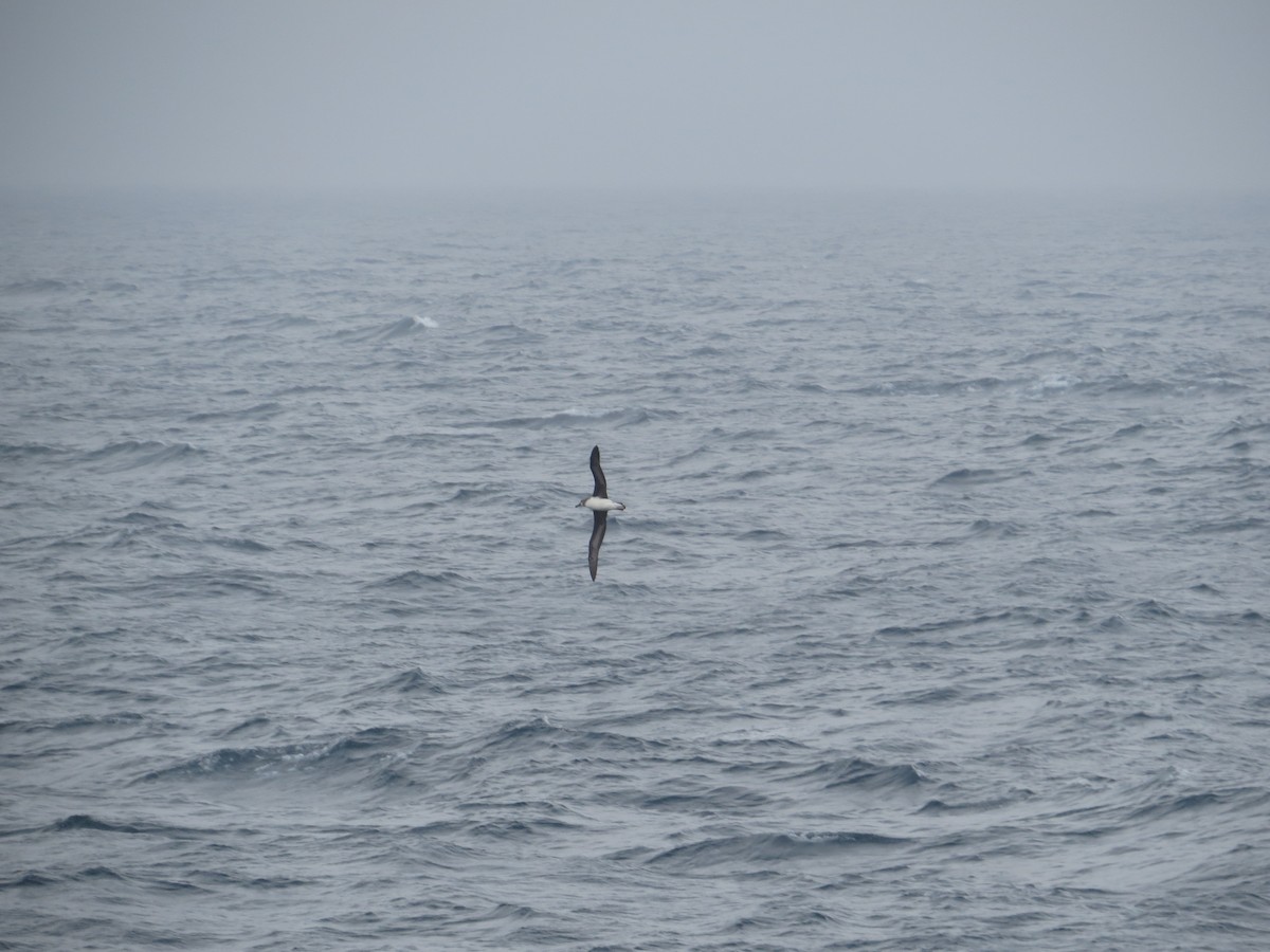 Boz Başlı Albatros - ML647734956