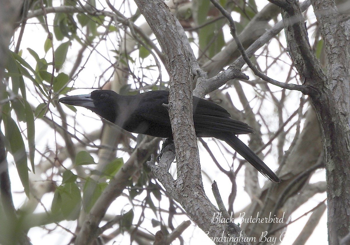 Сорочиця чорна - ML647734958