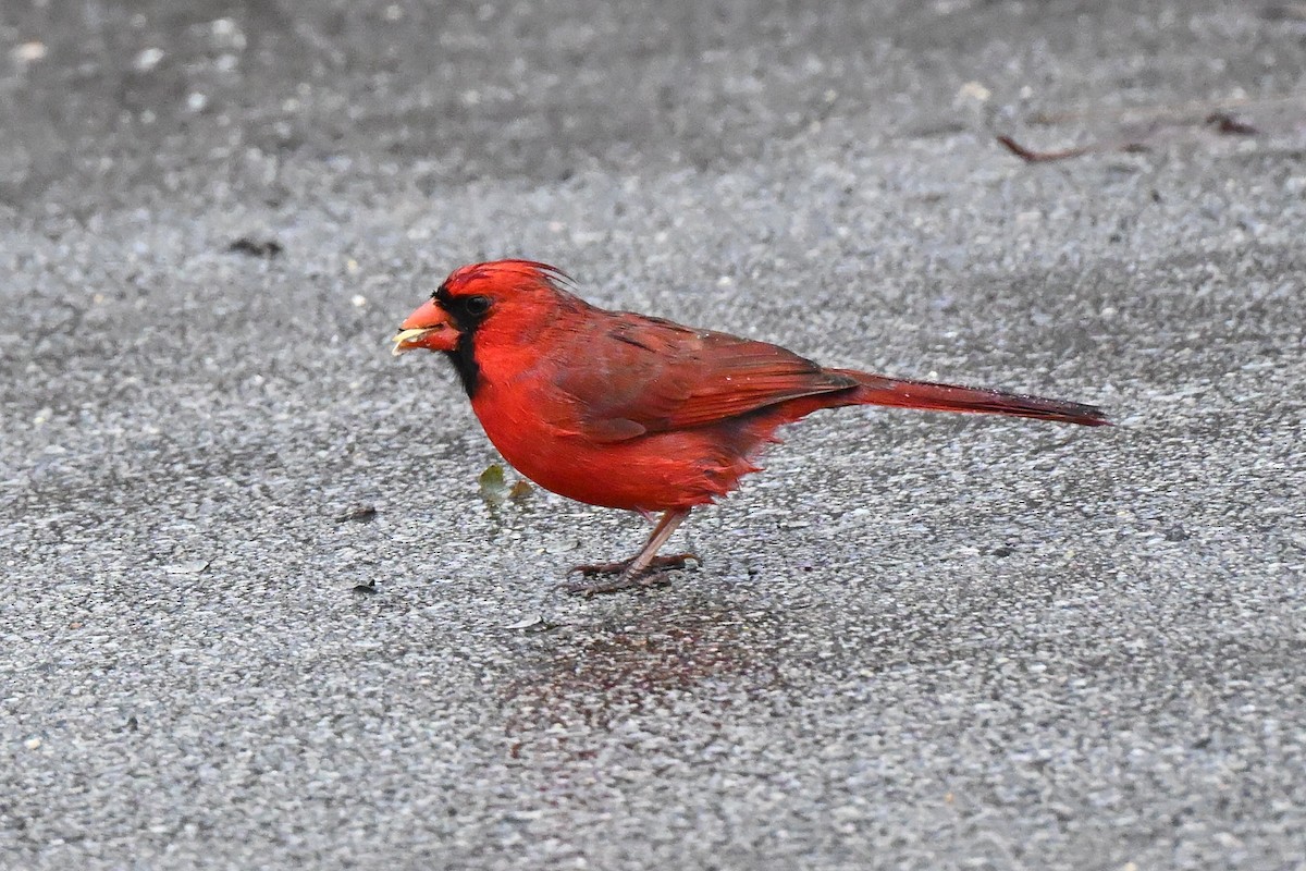 Красный кардинал - ML647734959