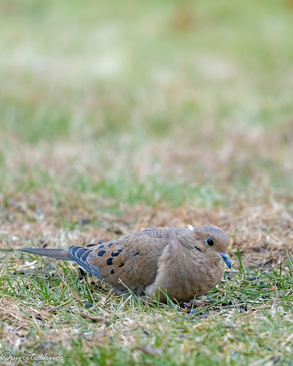 Зенаїда північна - ML647734970
