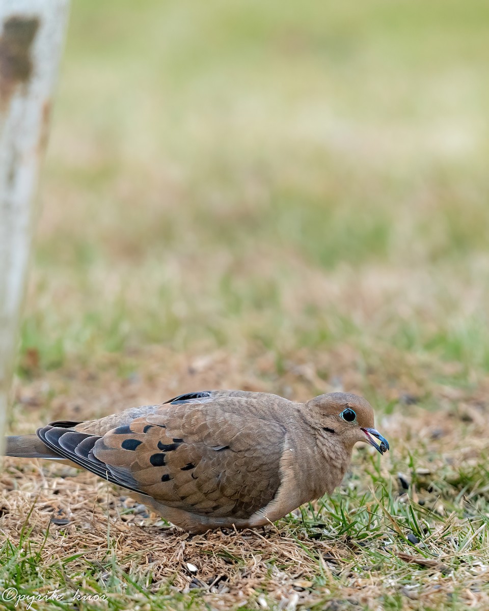 Зенаїда північна - ML647734971
