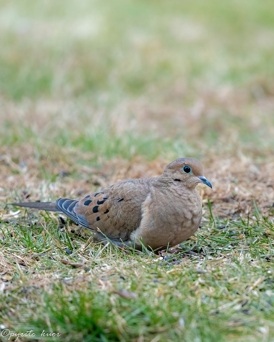 Зенаїда північна - ML647734972