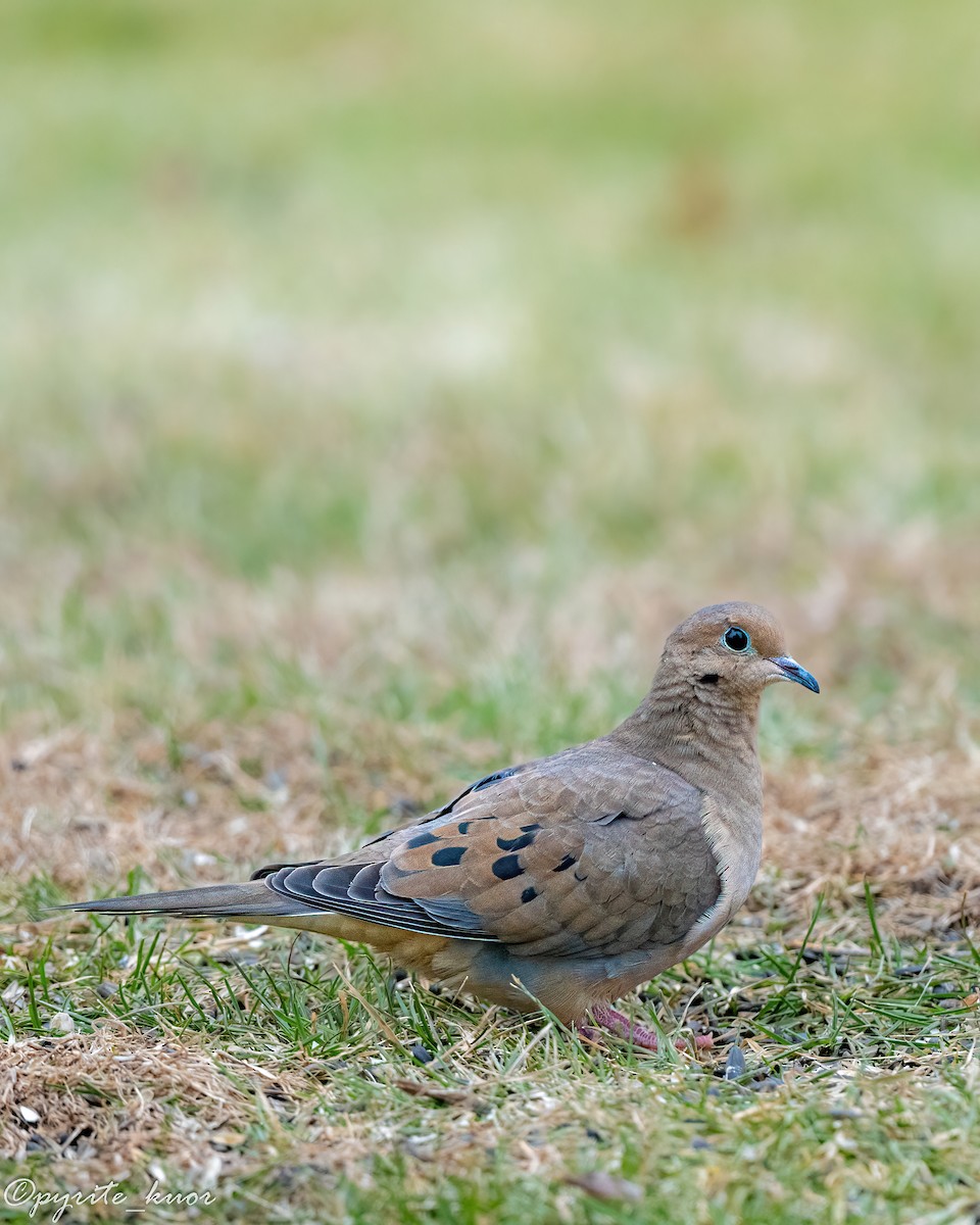 Зенаїда північна - ML647734973