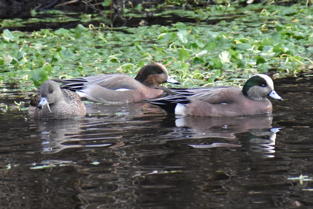 アメリカヒドリ - ML647734980