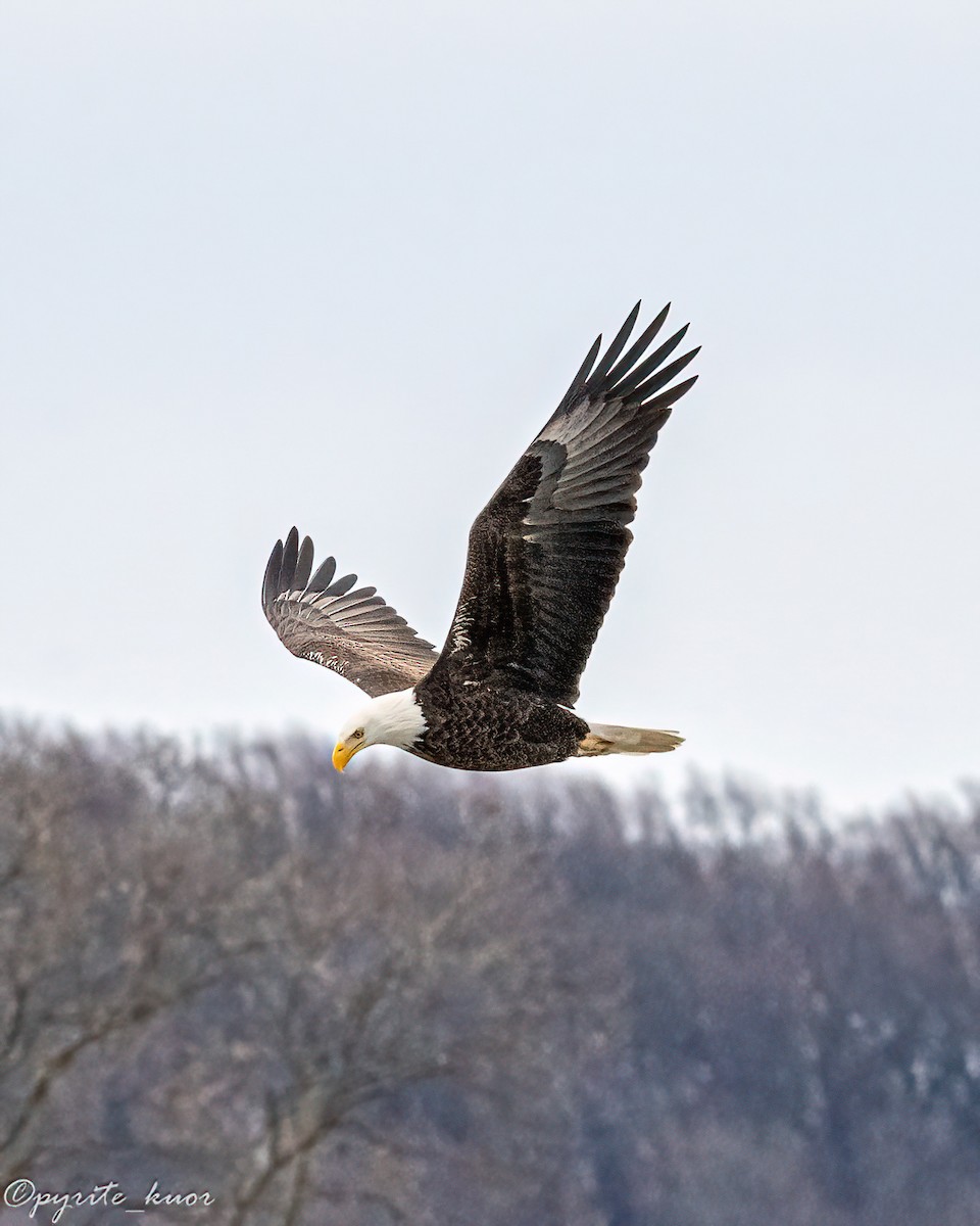 Орлан білоголовий - ML647734983
