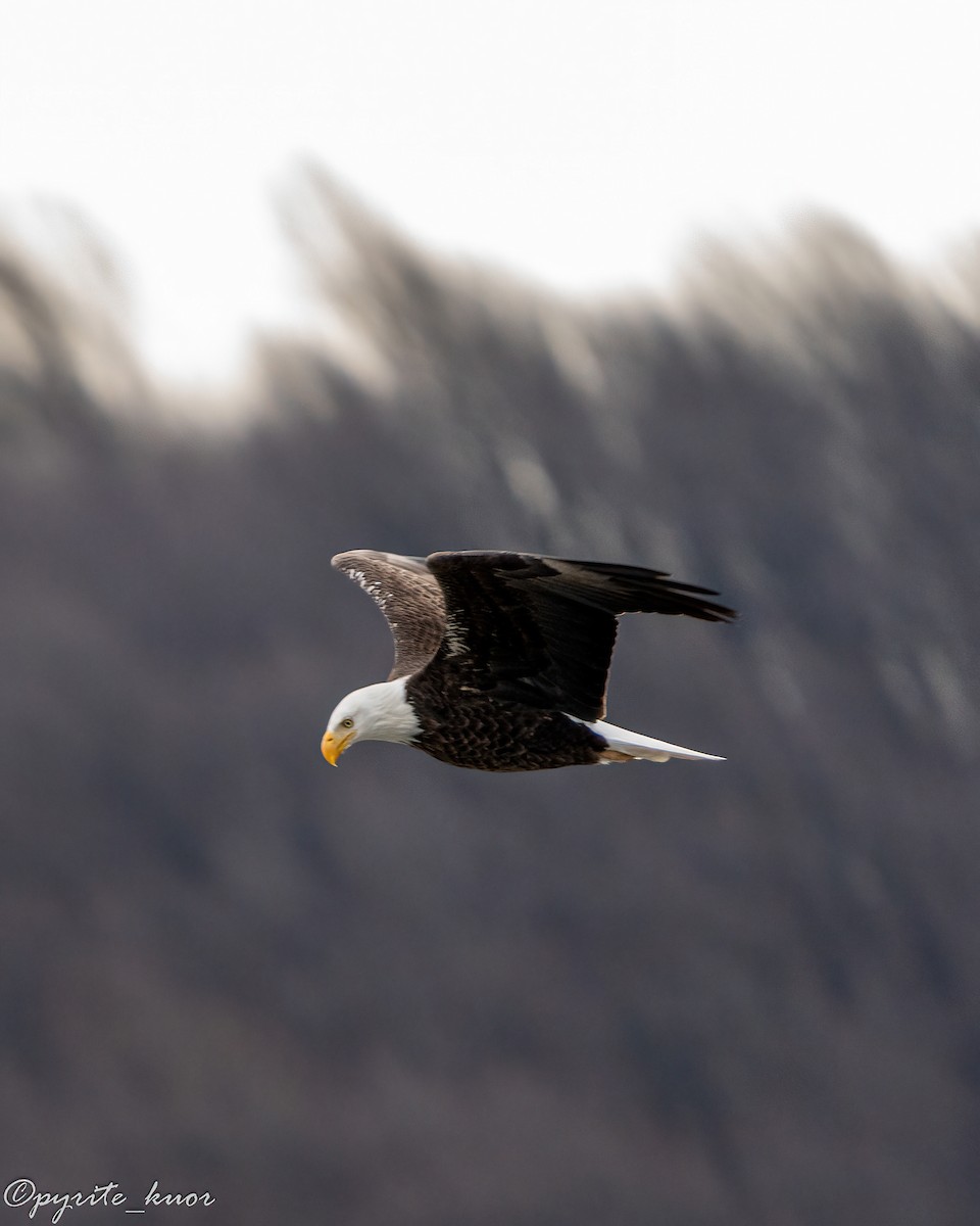 Орлан білоголовий - ML647734985