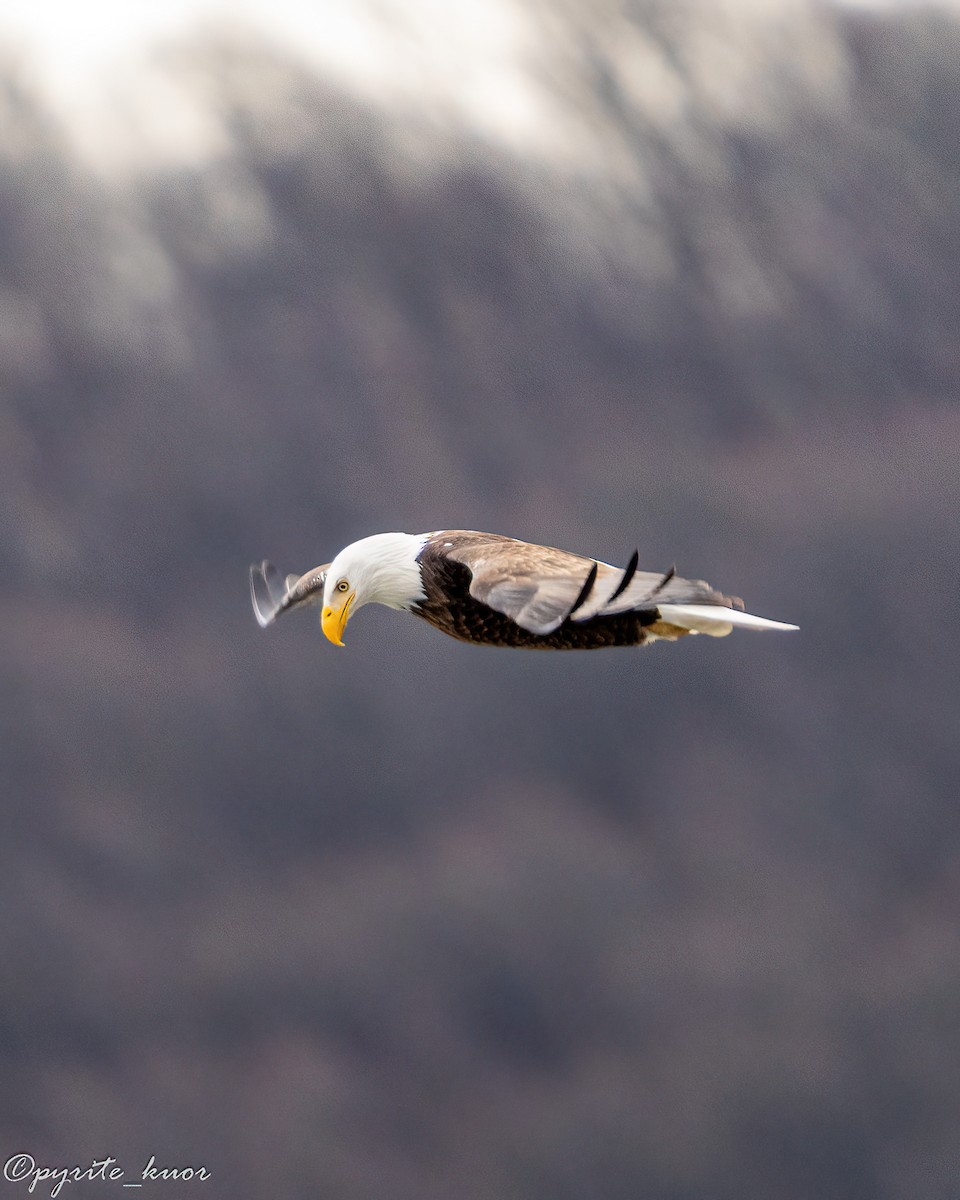 Орлан білоголовий - ML647734986