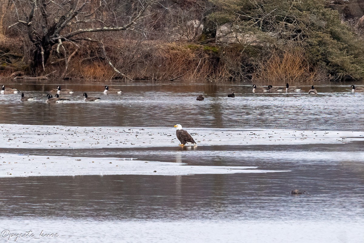 Орлан білоголовий - ML647734987