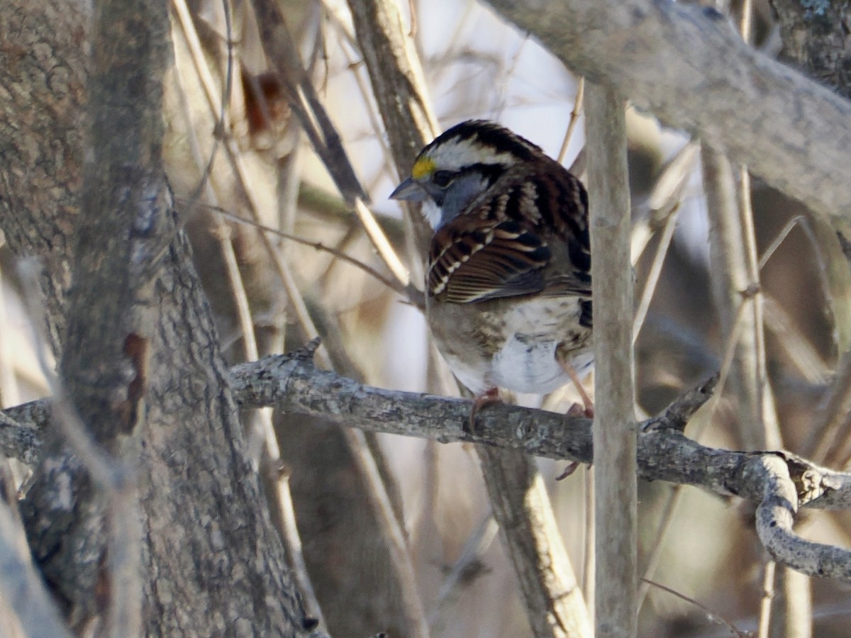 Ak Boğazlı Serçe - ML647734992