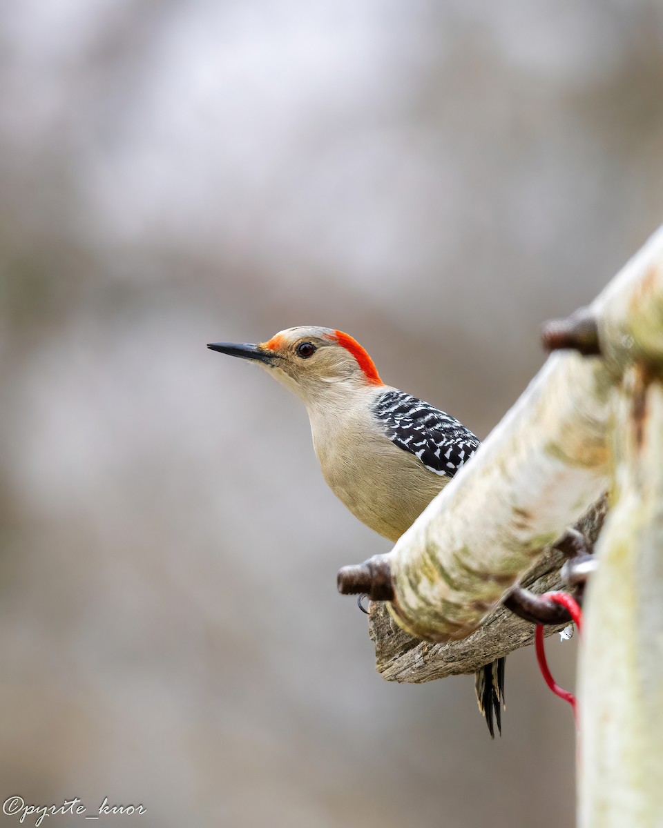 Гіла каролінська - ML647735006