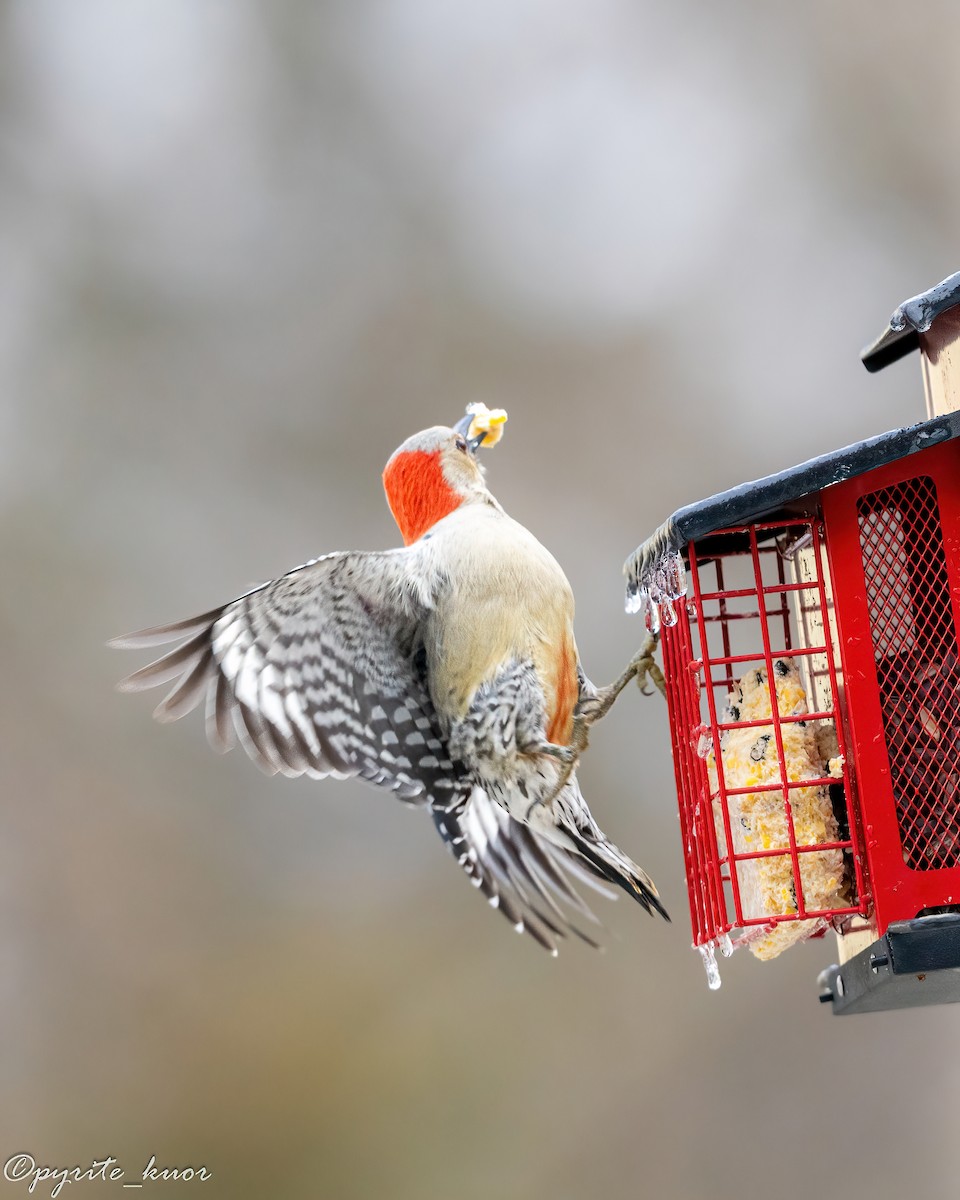 Гіла каролінська - ML647735007