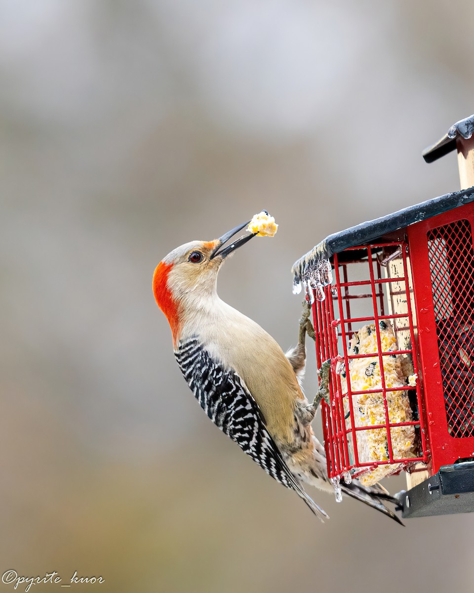 Гіла каролінська - ML647735008