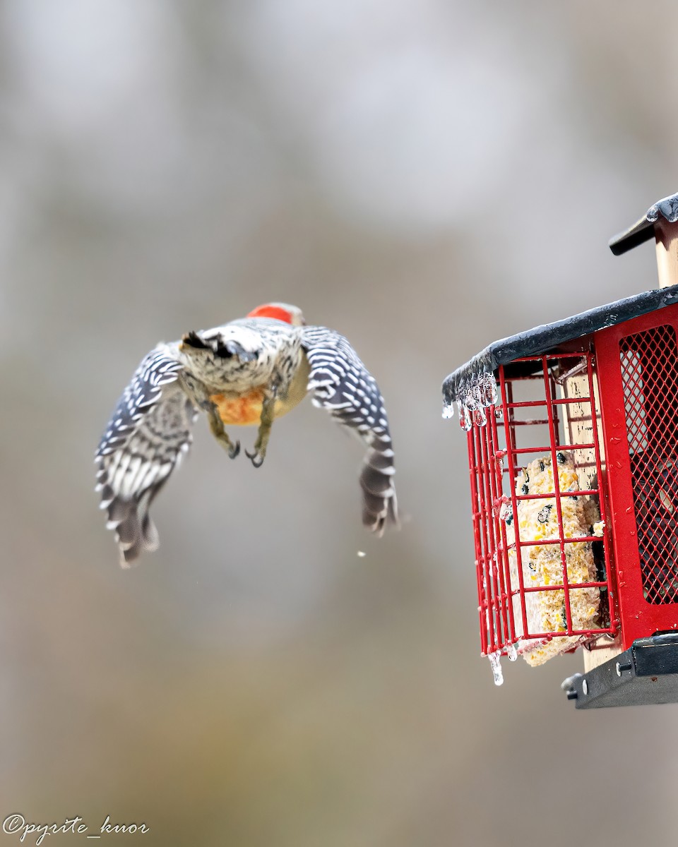 Гіла каролінська - ML647735009