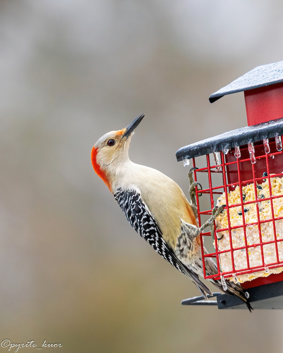 Гіла каролінська - ML647735010