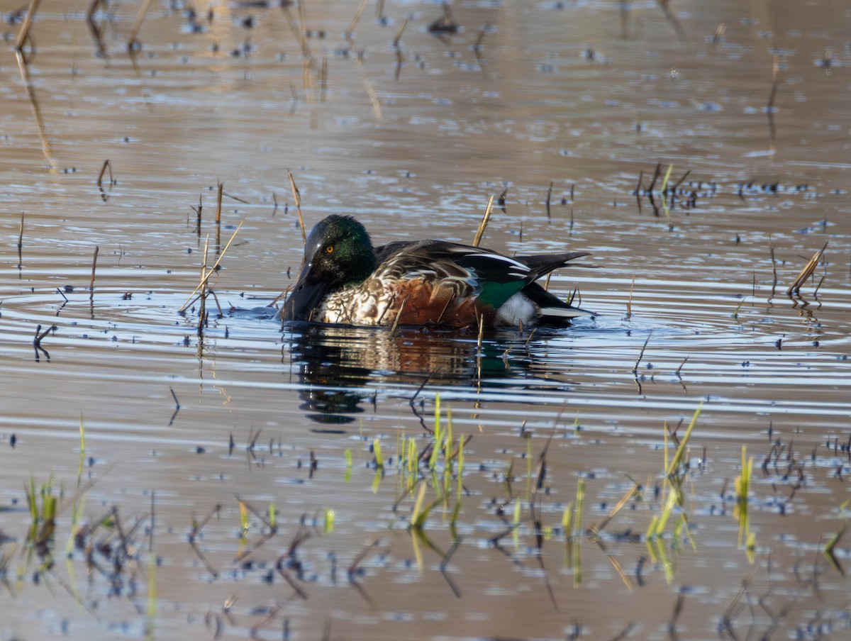 skjeand - ML647735026