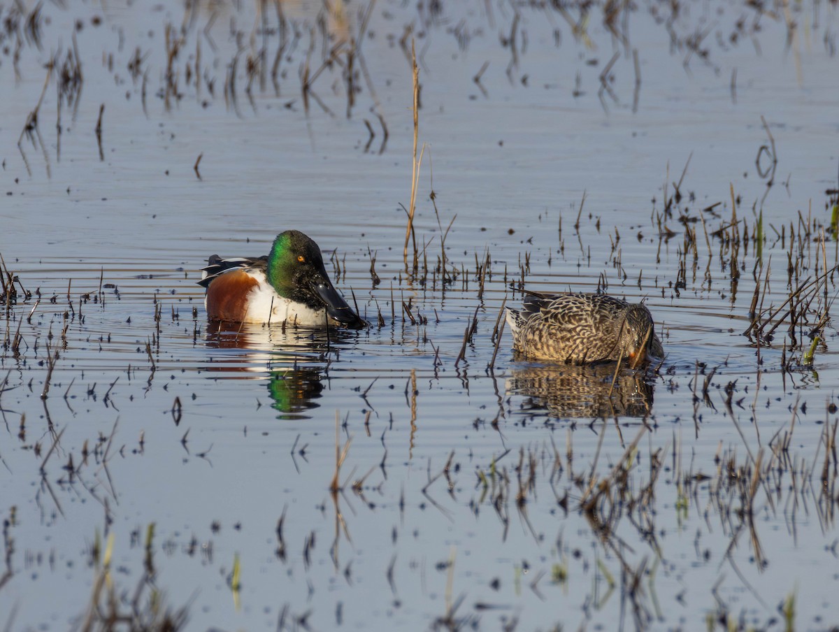 skjeand - ML647735027