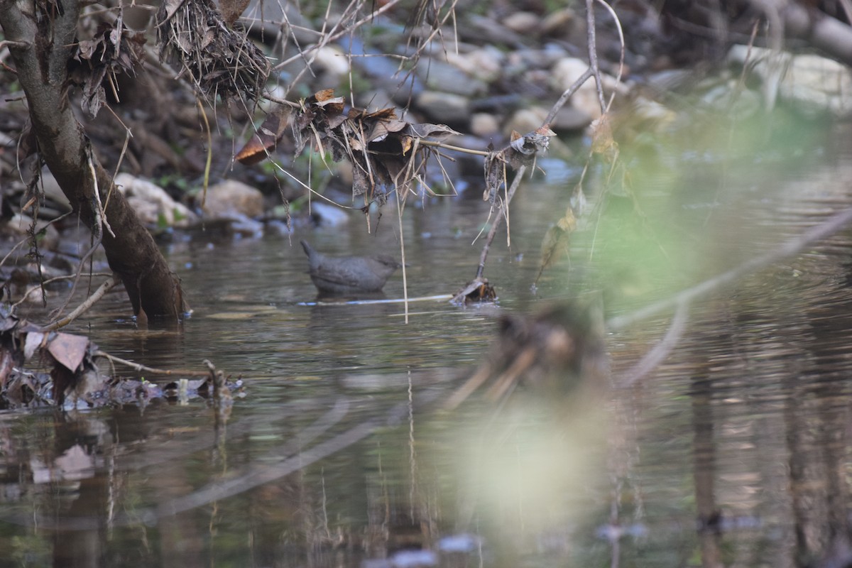 Ur-zozo iparramerikarra - ML647735040