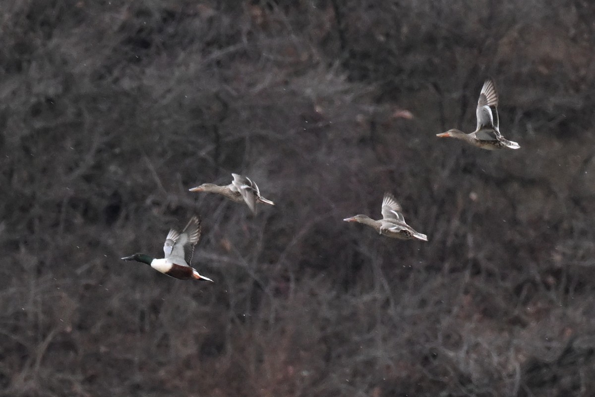 skjeand - ML647735045