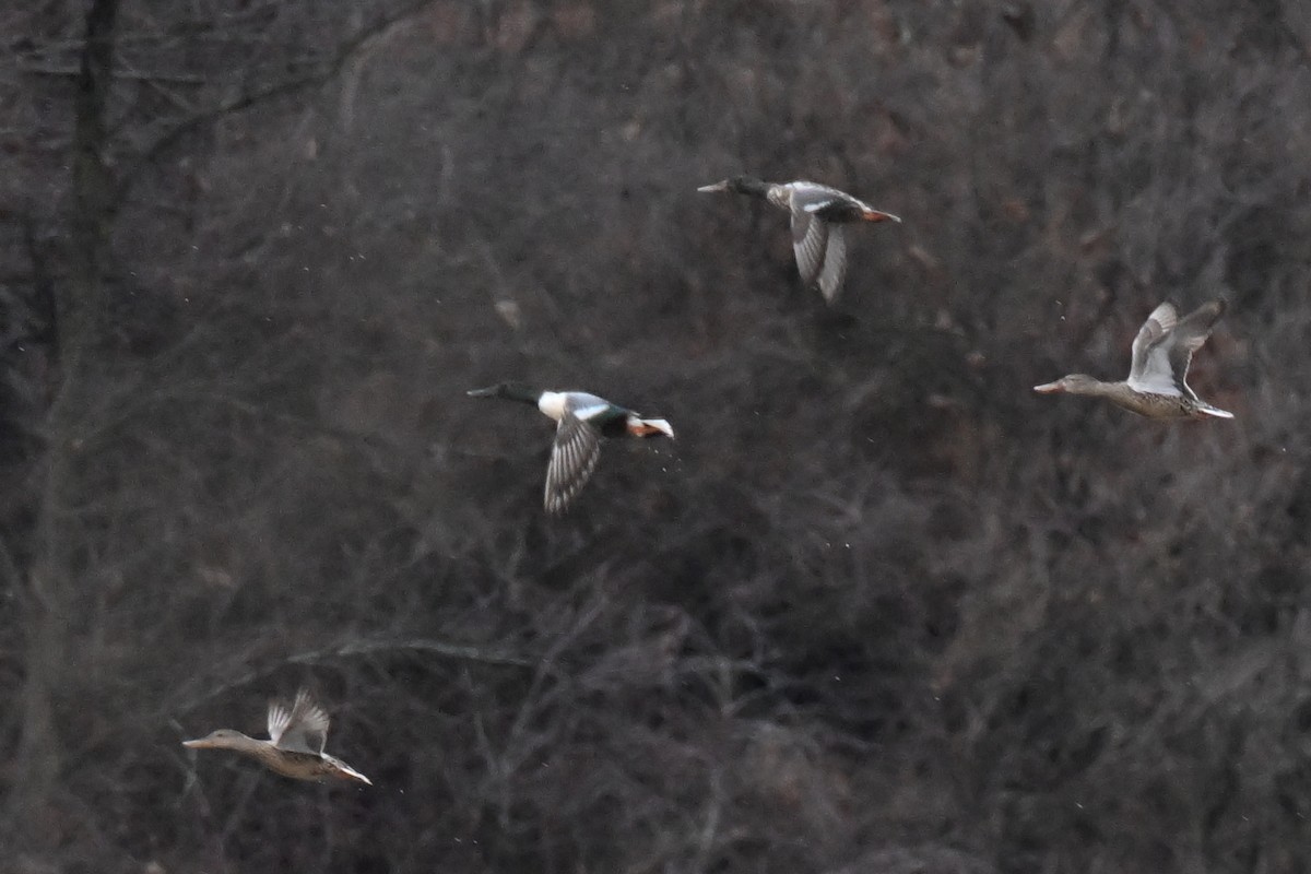 skjeand - ML647735046