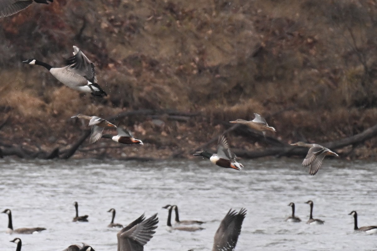 skjeand - ML647735048