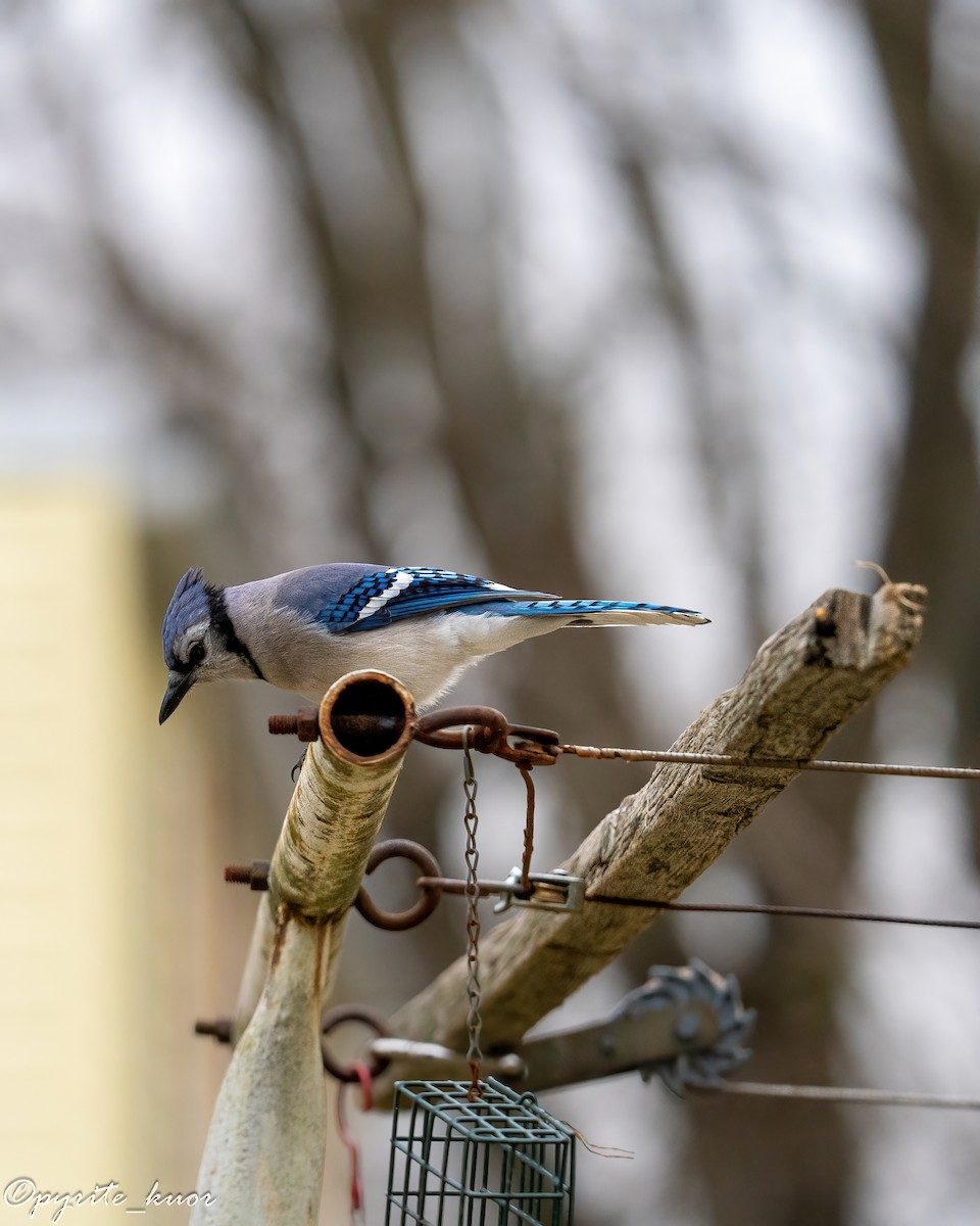 Сизойка блакитна - ML647735060