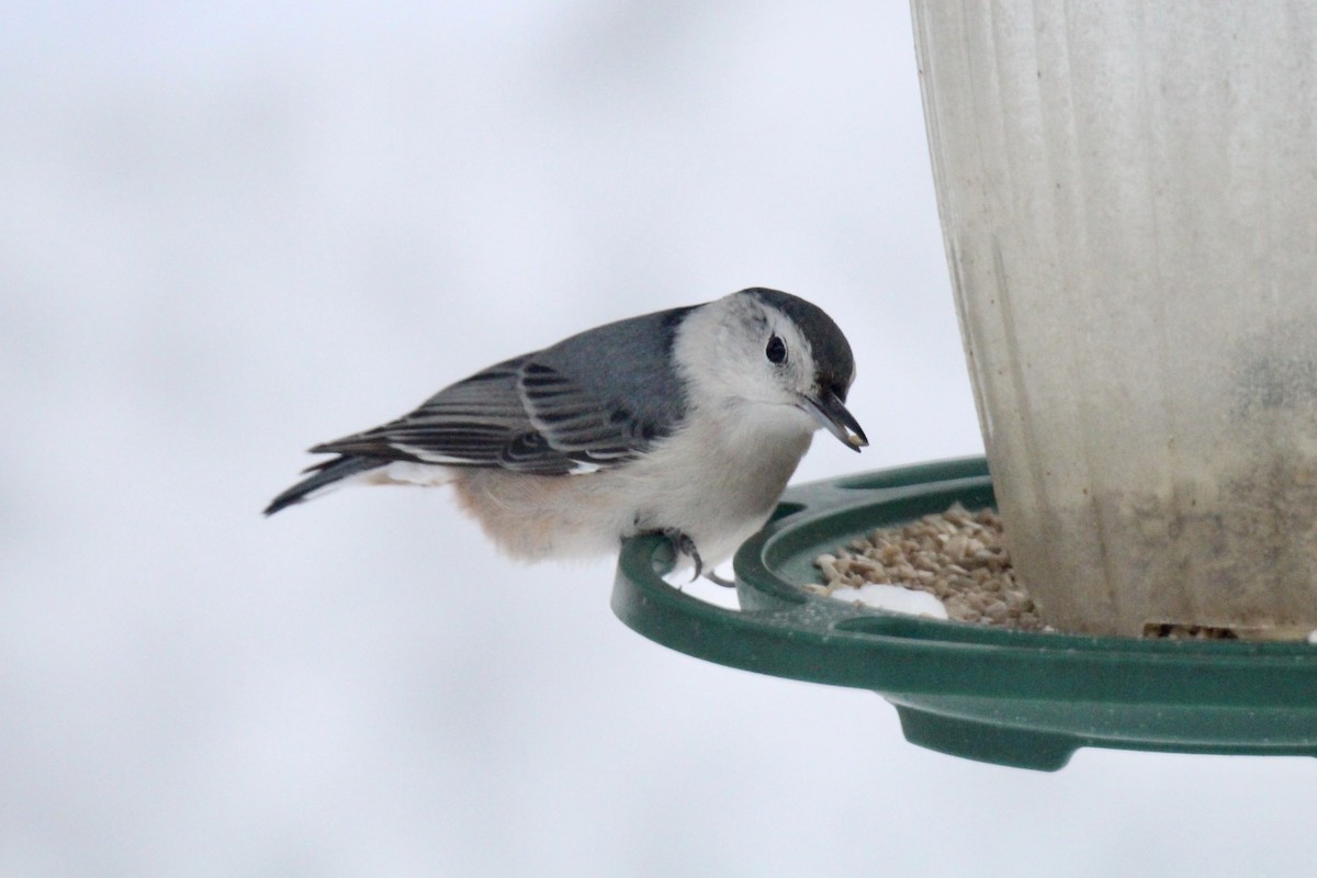 Sittelle à poitrine blanche (carolinensis) - ML647735072