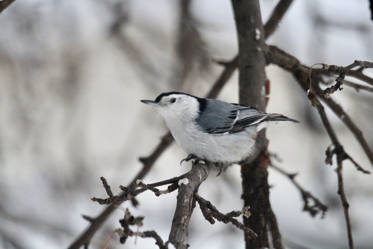 Sittelle à poitrine blanche (carolinensis) - ML647735073