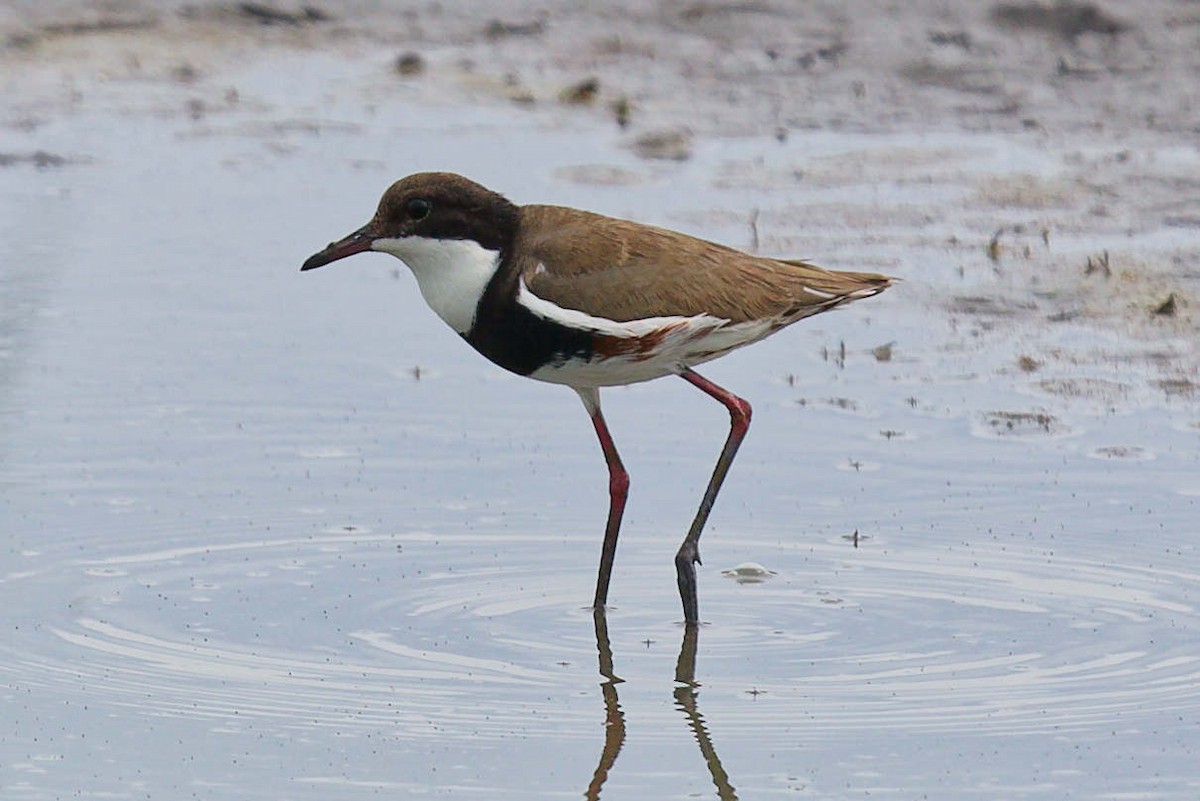Red-kneed Dotterel - ML647735095