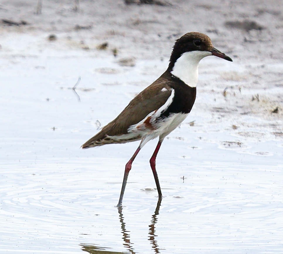 Red-kneed Dotterel - ML647735103