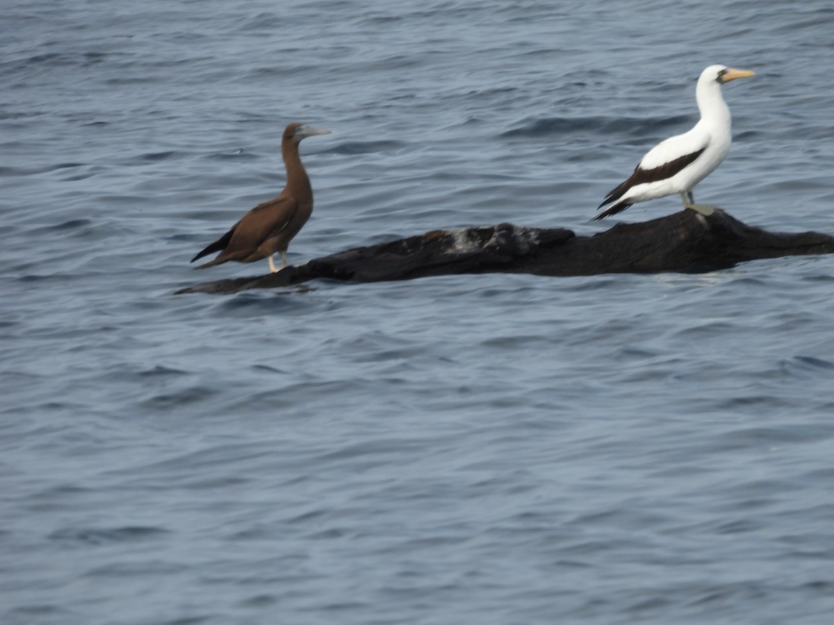 Rotfußtölpel - ML647735139