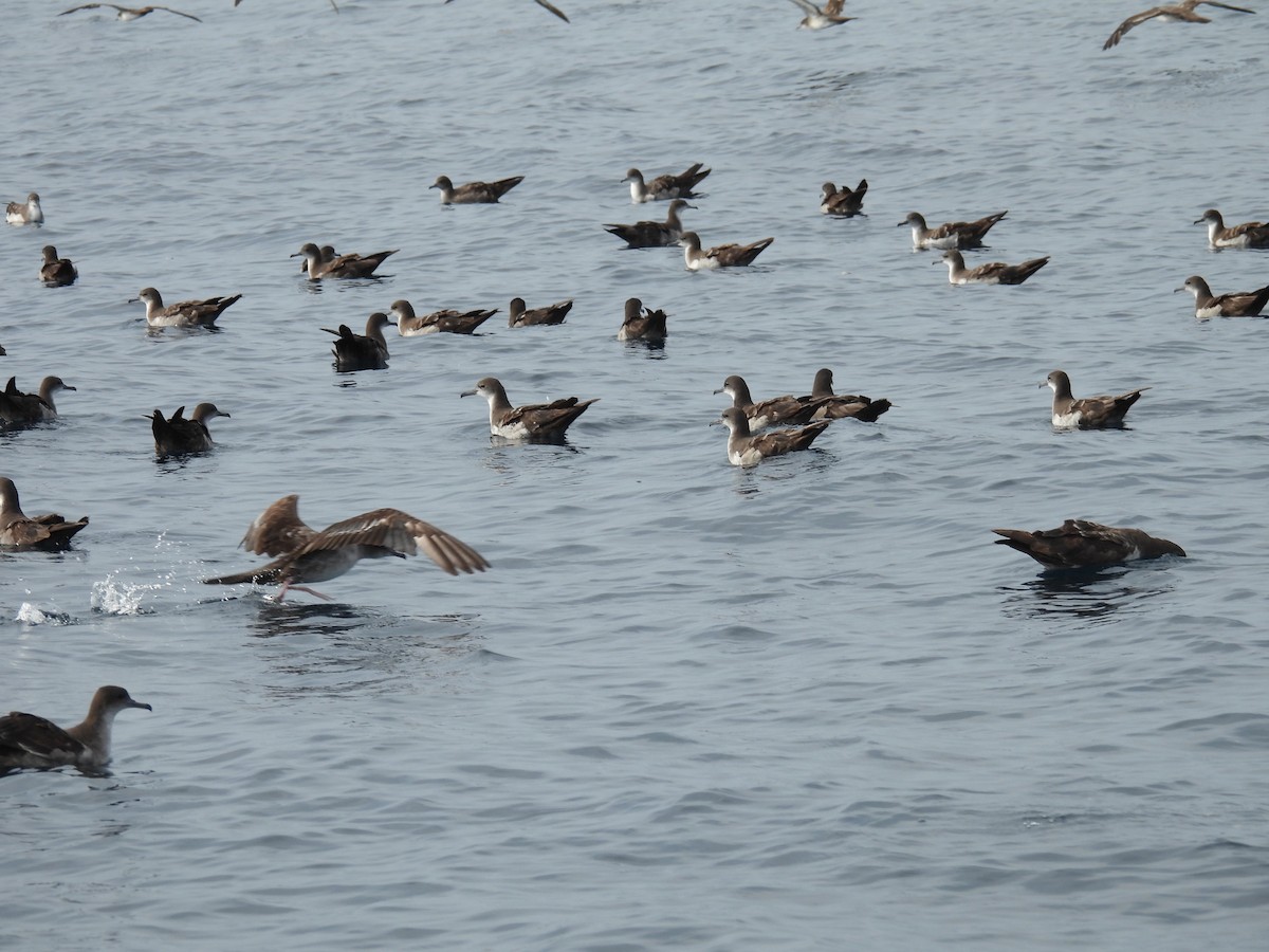 Rotfußtölpel - ML647735141