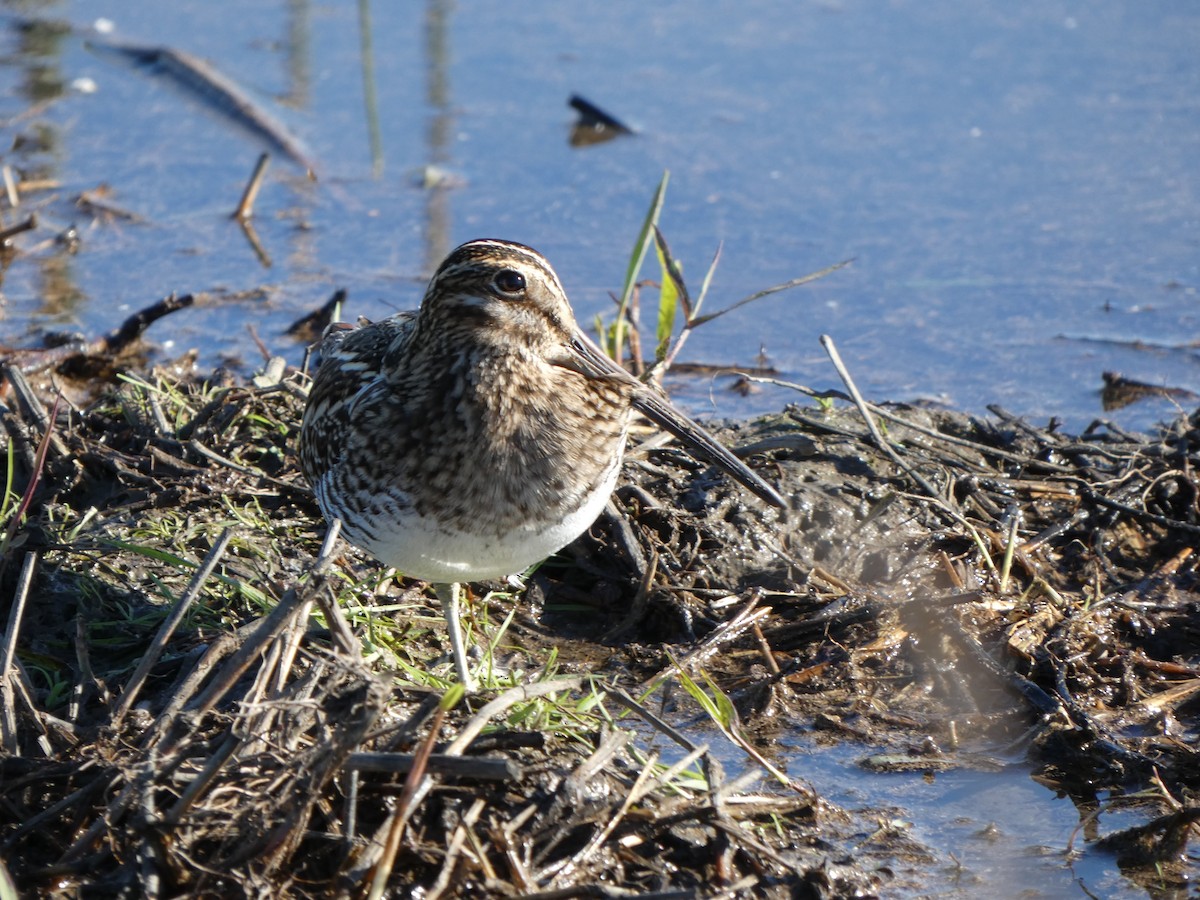 Wilson Suçulluğu - ML647735154