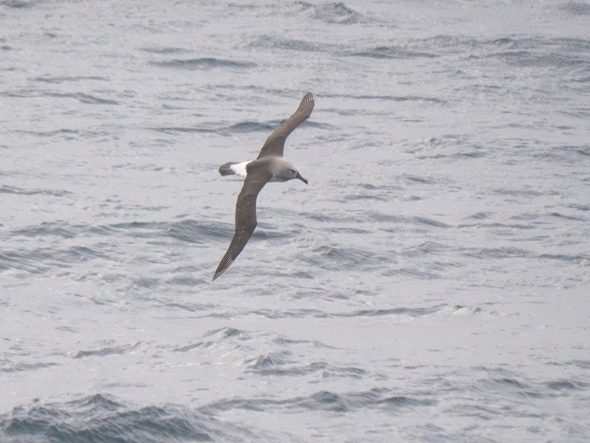 Boz Başlı Albatros - ML647735158