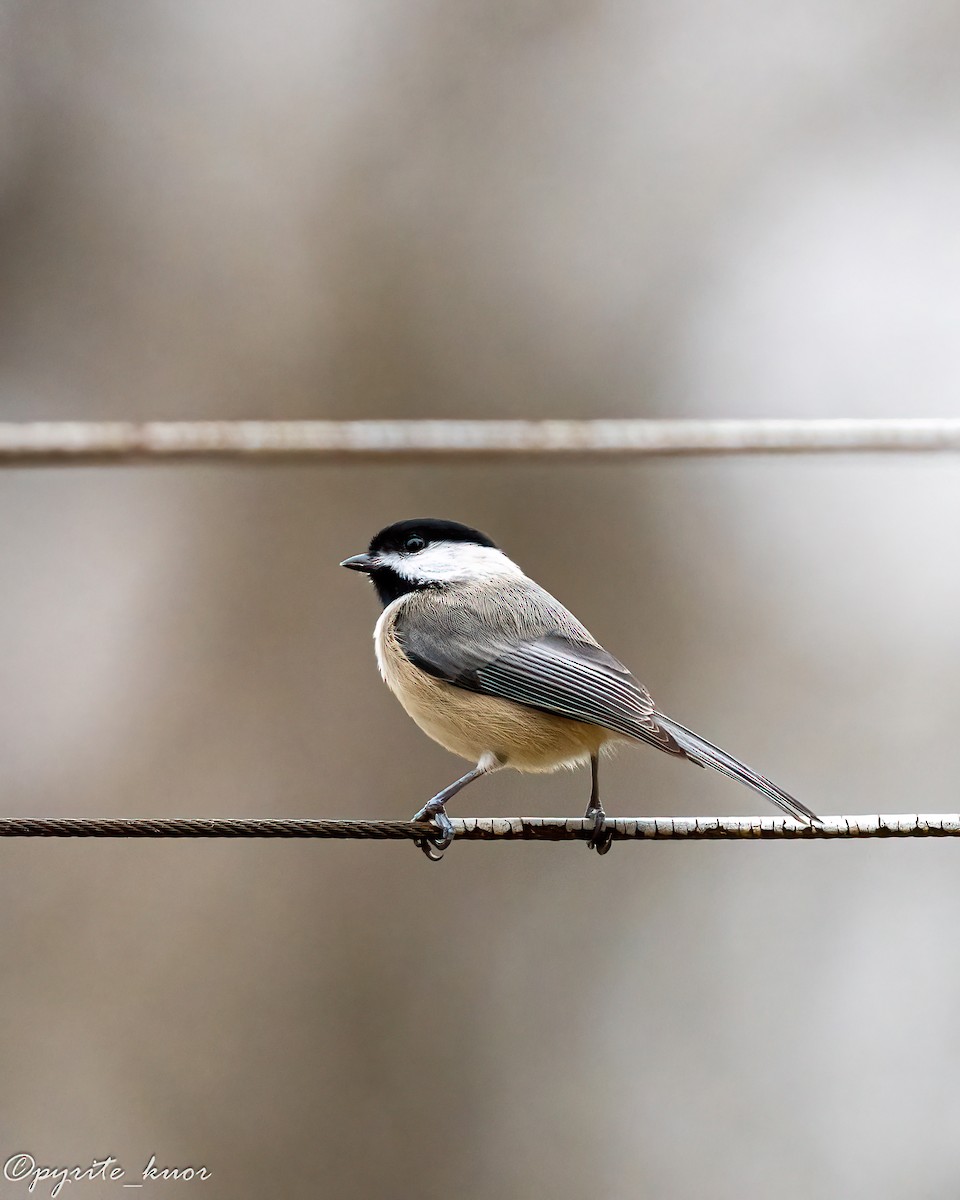 Гаїчка каролінська/світлокрила - ML647735210