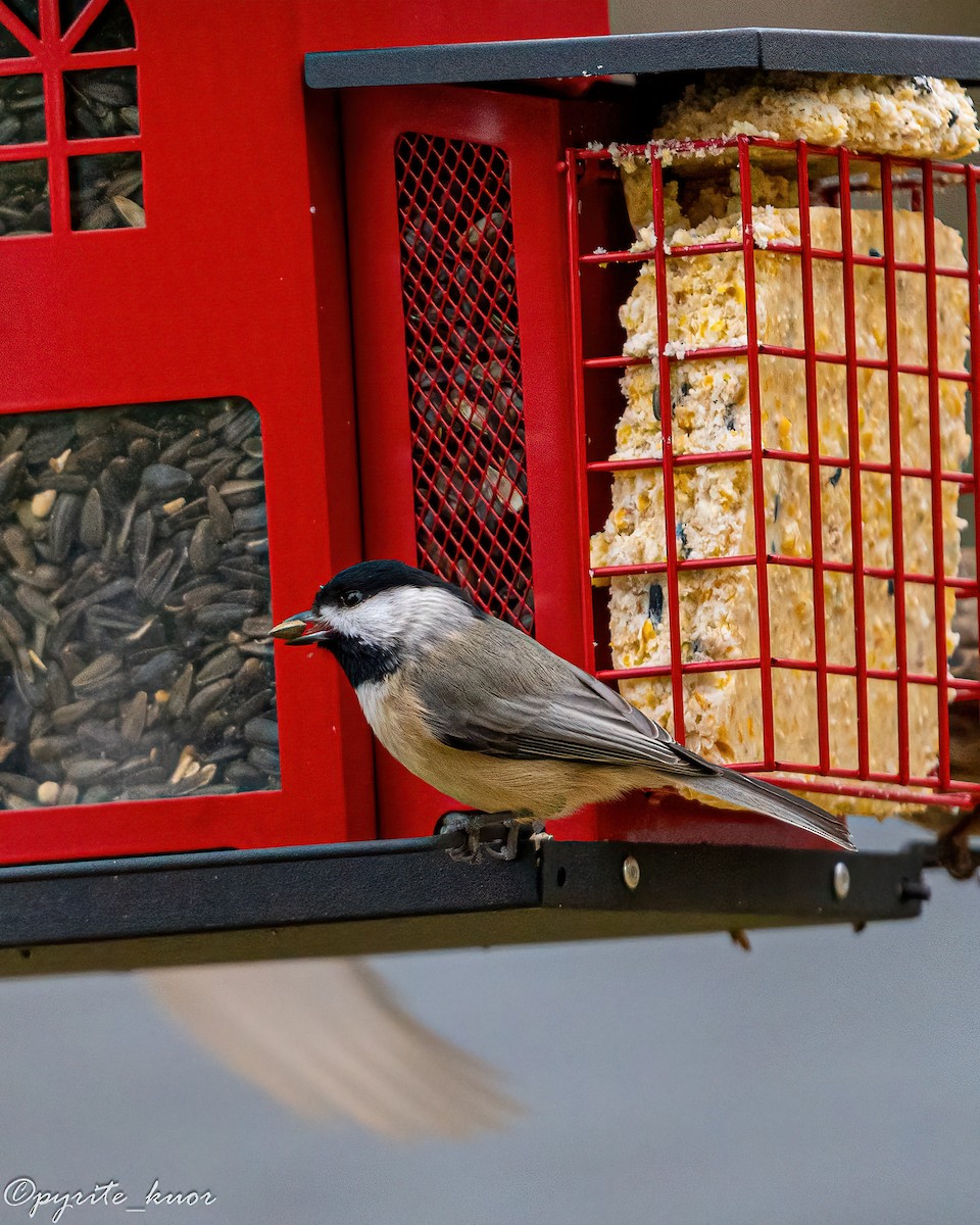 Гаїчка каролінська/світлокрила - ML647735211