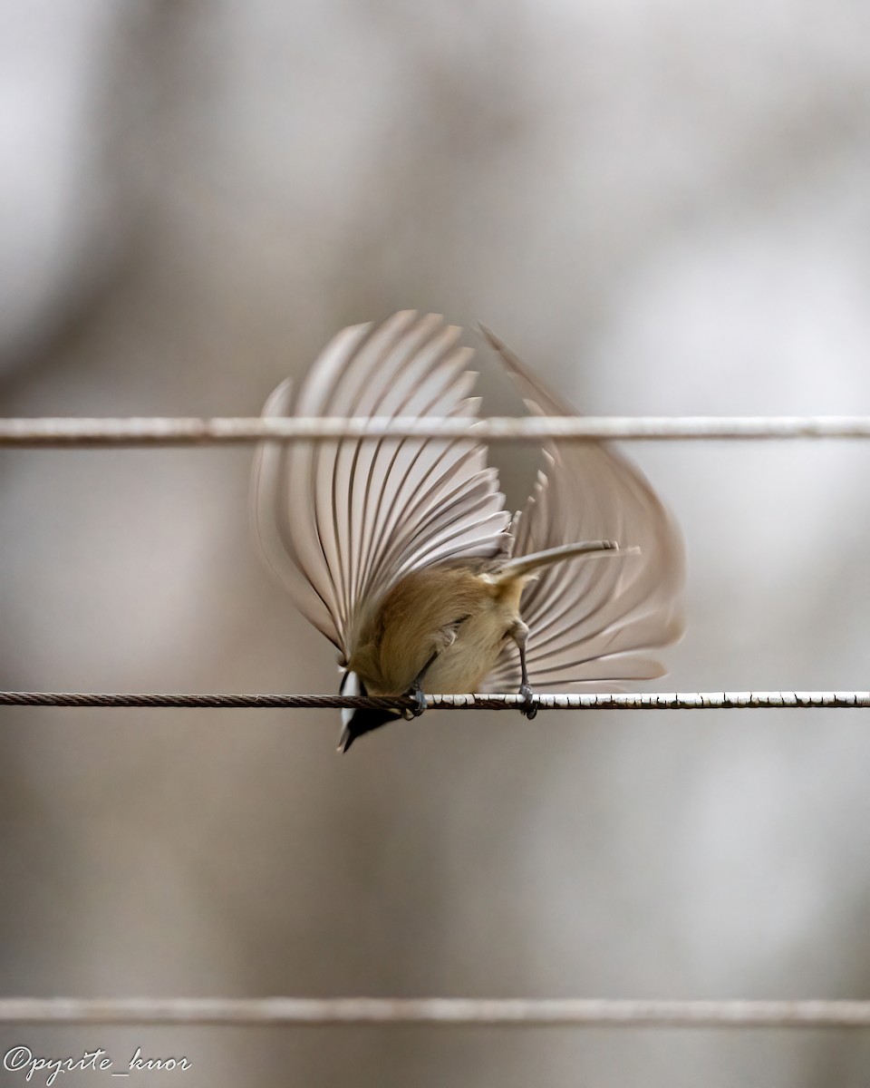 Гаїчка каролінська/світлокрила - ML647735212