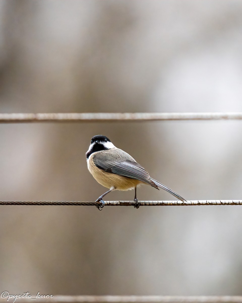 Гаїчка каролінська/світлокрила - ML647735213