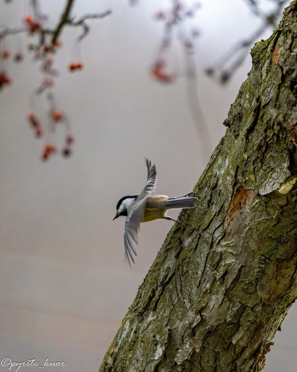 Гаїчка каролінська/світлокрила - ML647735214