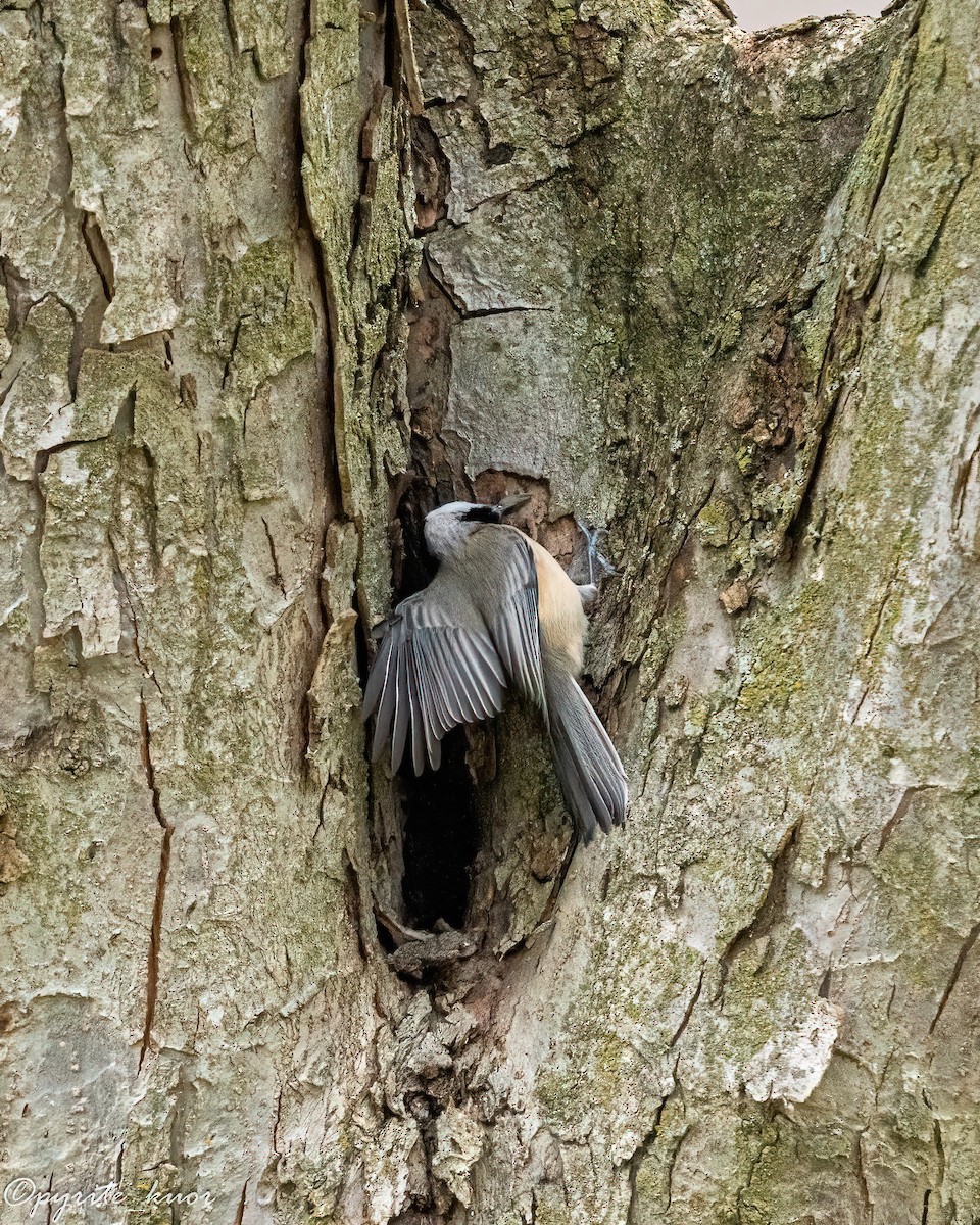 Гаїчка каролінська/світлокрила - ML647735215