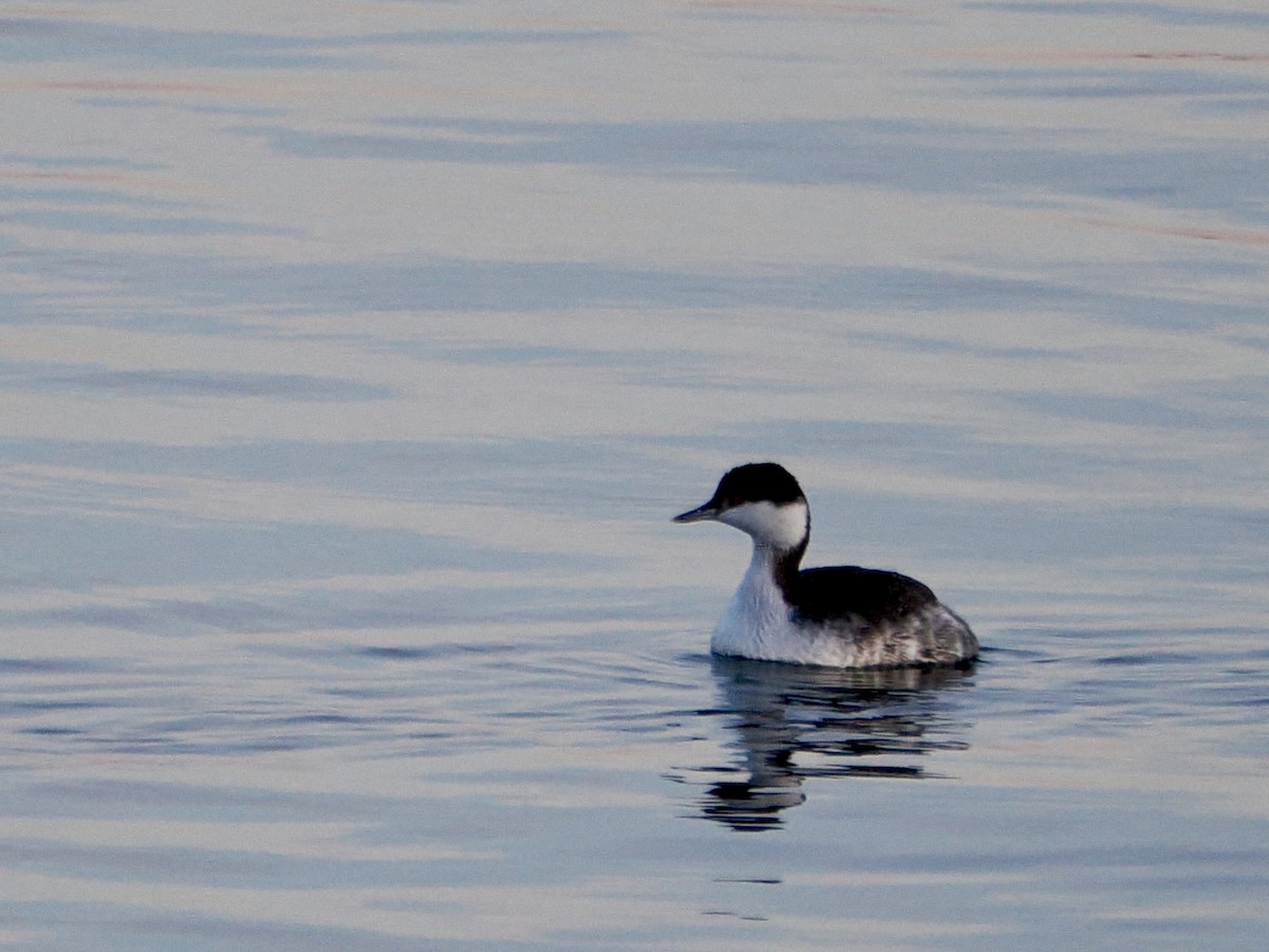 Kulaklı Batağan - ML647735216