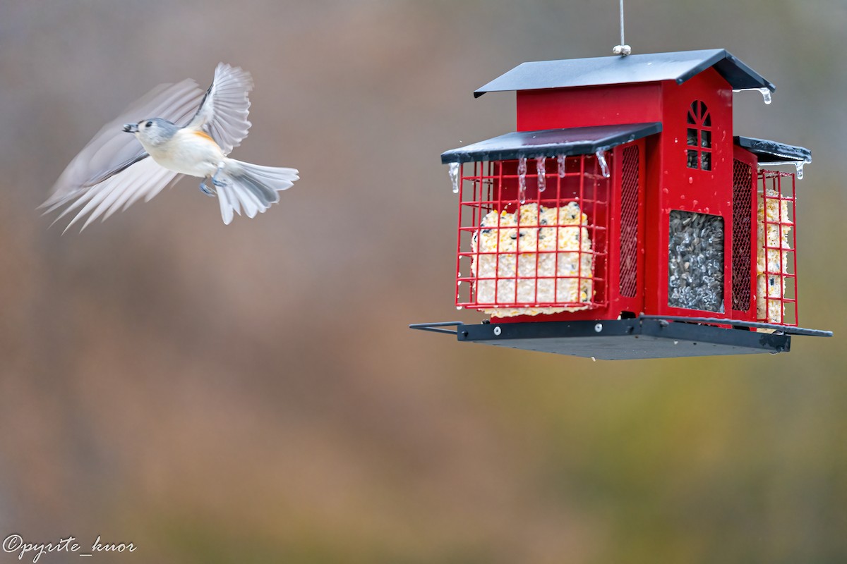 Синиця гострочуба - ML647735225