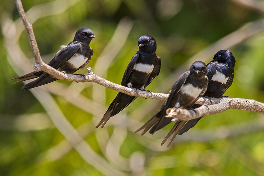 White-banded Swallow - ML647735258