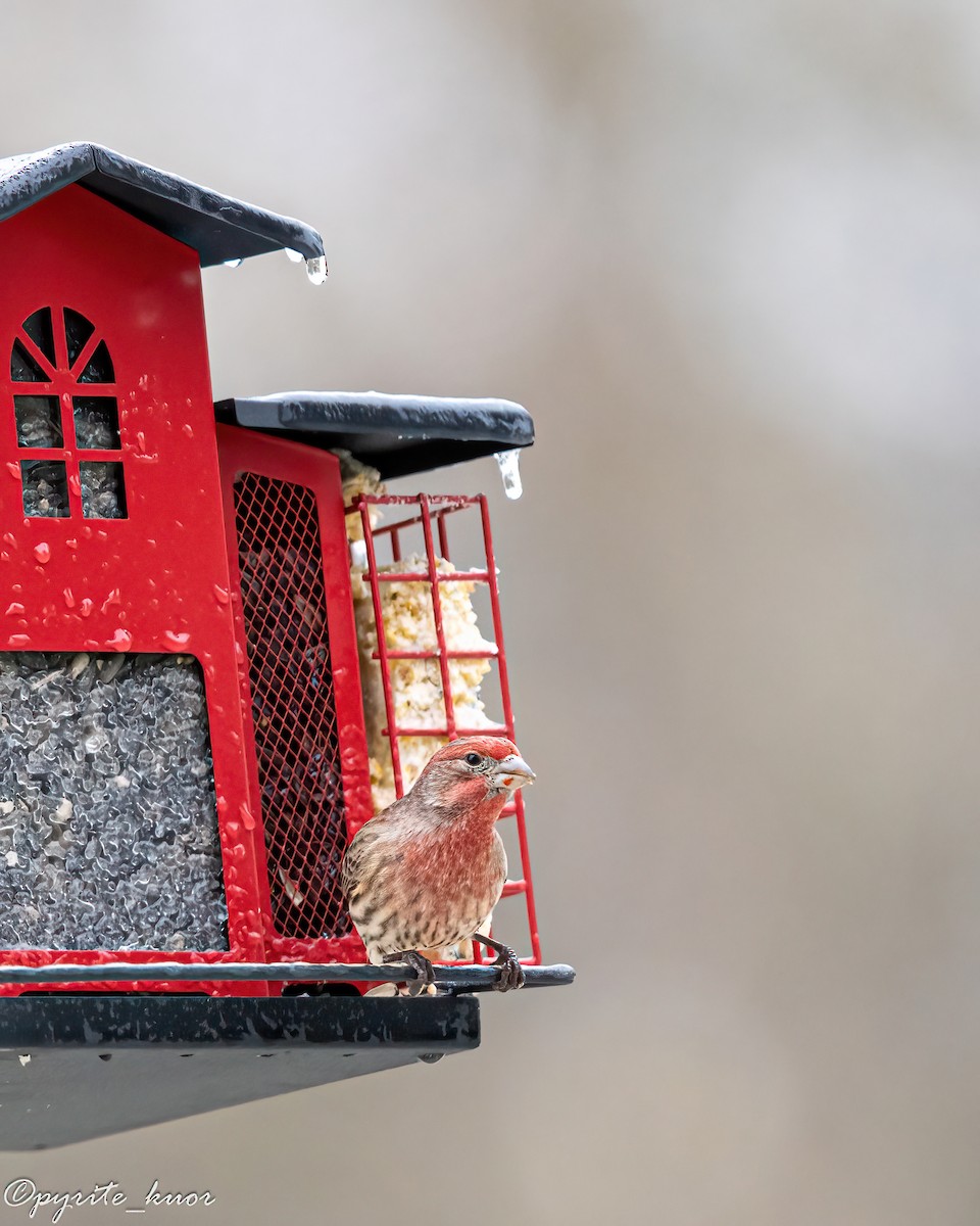 Чечевиця садова - ML647735262