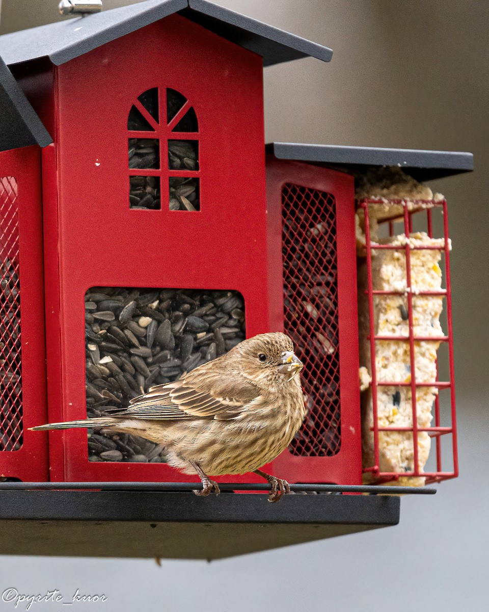 Чечевиця садова - ML647735263