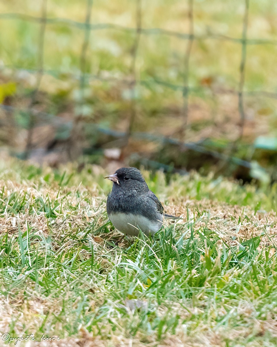 Юнко сірий - ML647735285
