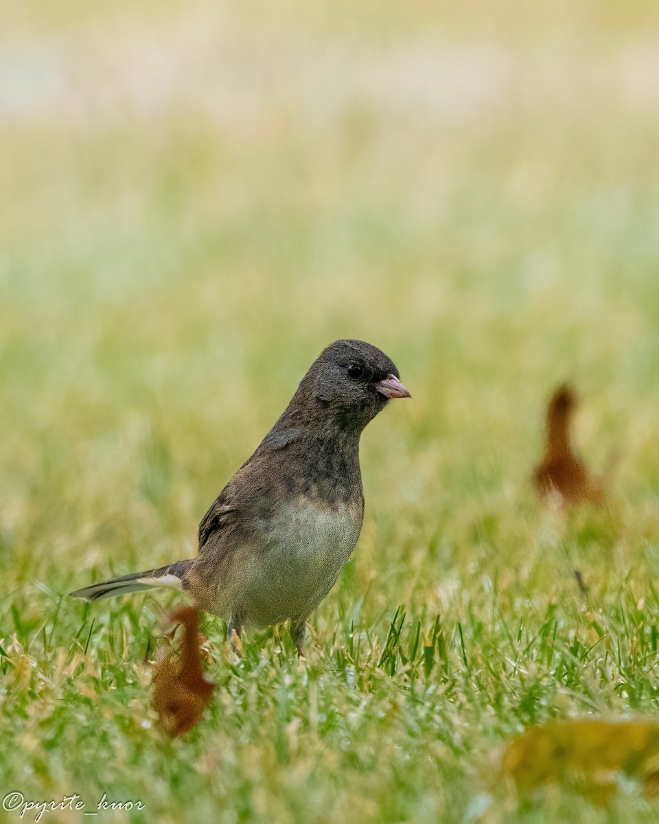 Юнко сірий - ML647735286