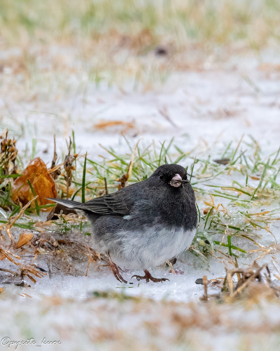 Юнко сірий - ML647735287