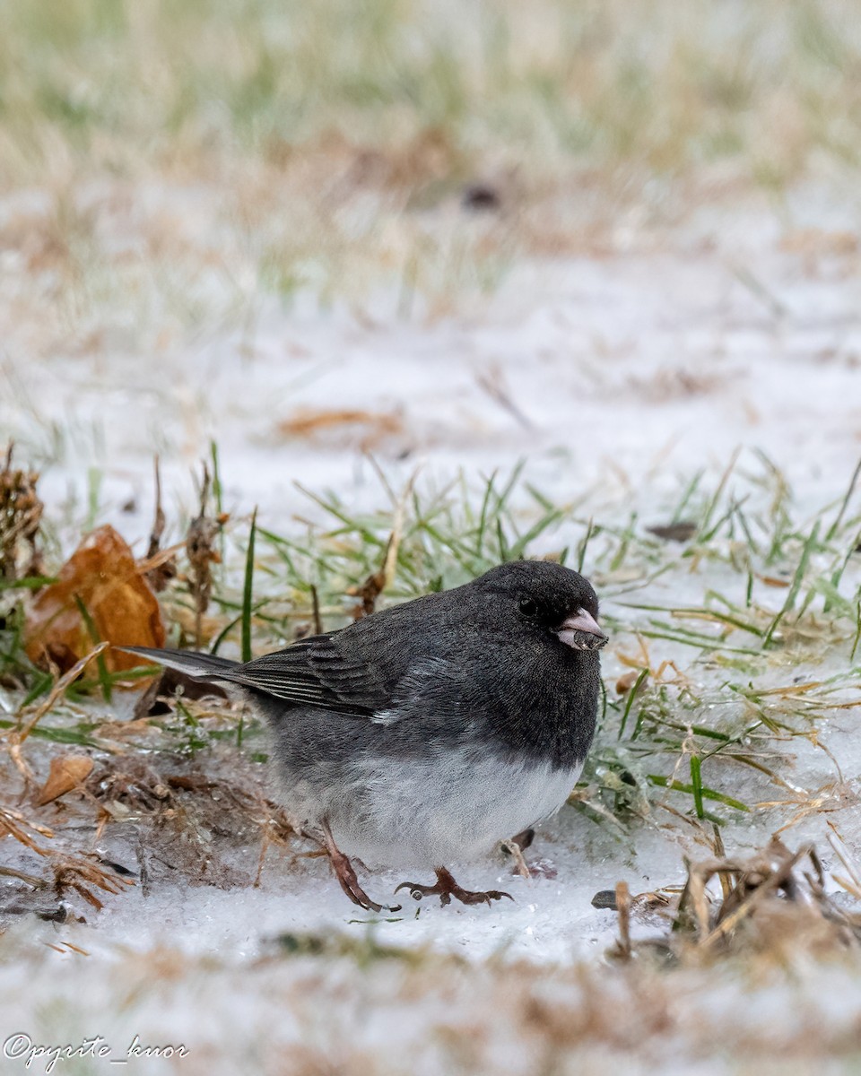 Юнко сірий - ML647735288