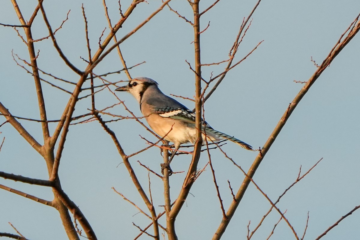 Blue Jay - ML647735292